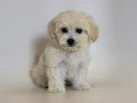 Beautiful Maltipoo, a male Maltipoo and Poodle - Toy  for sale in Garden Grove, CA – 1 of 2