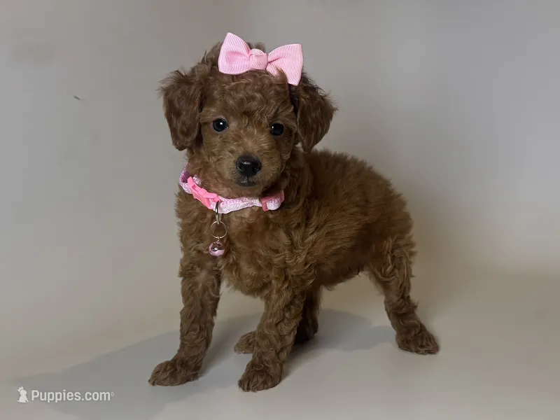 TCUP Poodle 💗 – Poodle - Toy  puppy for sale in Garden Grove, CA