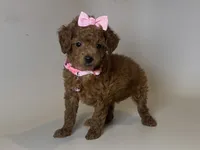 TCUP Poodle 💗, a female Poodle - Toy  for sale in Garden Grove, CA – 1 of 2
