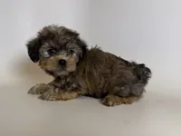 Non-Shedding Puppy 🐶 🐾, a male Yorkipoo and Mal Shi for sale in Garden Grove, CA – 2 of 2
