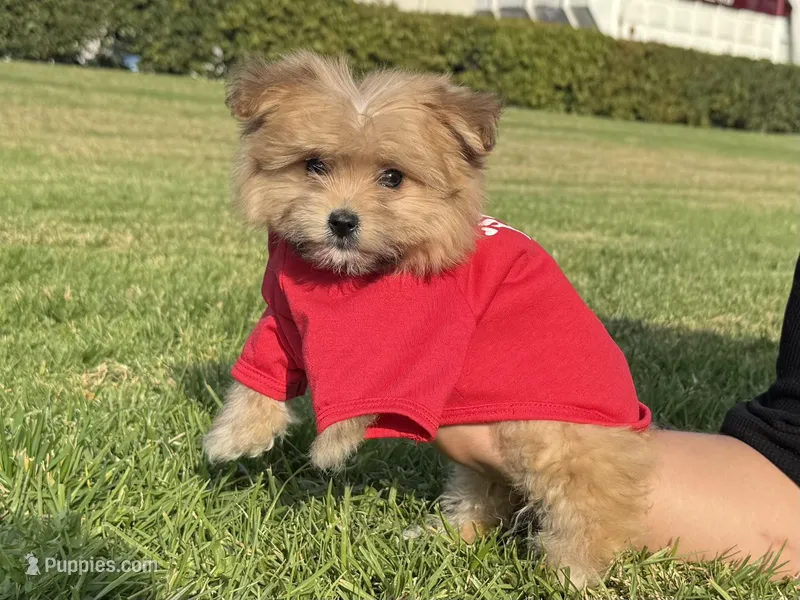 TINY Toy Maltipoo , a male Maltipoo and Shihpoo for sale in Garden Grove, CA – Photo 1 of 1