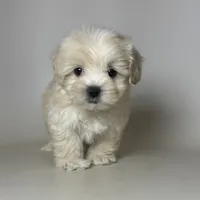 TCUP Malti-Poo, a female Maltipoo and Poodle - Toy  for sale in Garden Grove, CA – 1 of 1