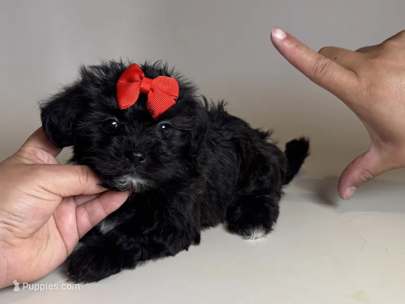 T-CUP Puppy – Maltipoo, Shihpoo puppy for sale in Garden Grove, CA