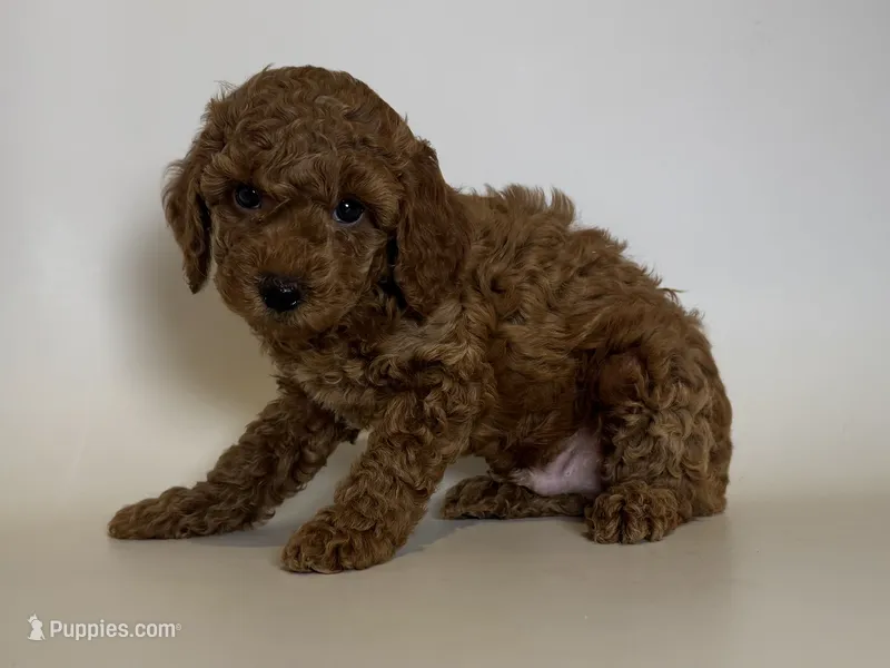 TeddyBear TOY Poodle 🐶  – Poodle - Toy , Poodle - Miniature  puppy for sale in Garden Grove, CA