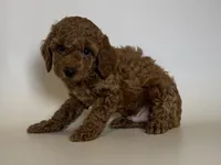 TeddyBear TOY Poodle 🐶 , a male Poodle - Toy  and Poodle - Miniature  for sale in Garden Grove, CA – 1 of 2