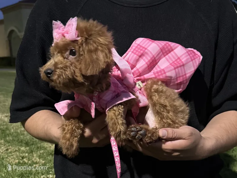 5 Months Old  – Poodle - Toy , Poodle - Miniature  puppy for sale in Garden Grove, CA