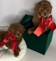 Goldendoodle, a female Goldendoodle and Miniature Goldendoodle for sale in Garden Grove, CA – 2 of 2