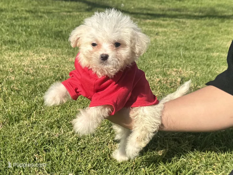 TEACUP Maltipoo 