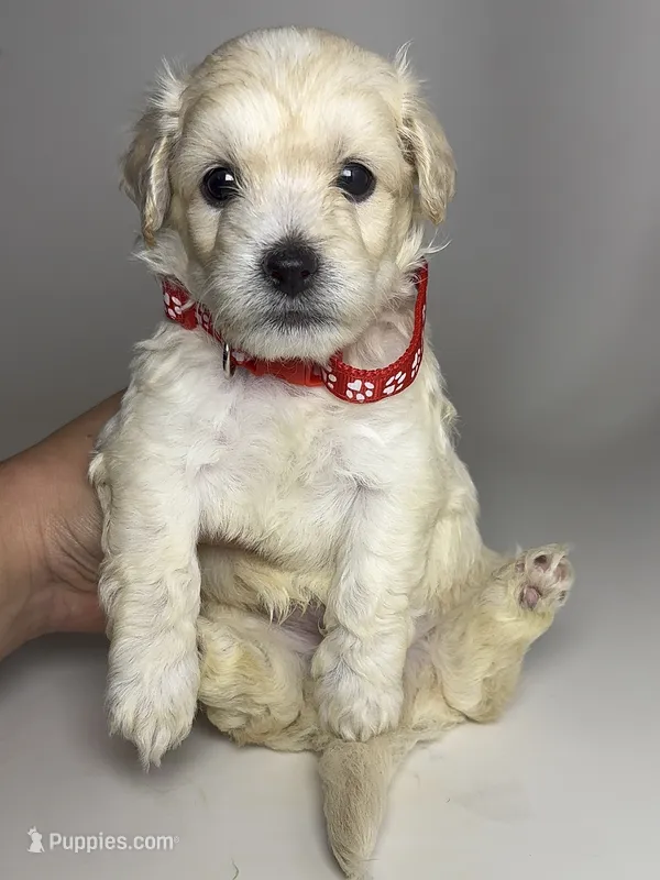 MiCRo Teacup Maltipoo 🧸 – Maltipoo, Poodle - Toy  puppy for sale in Garden Grove, CA