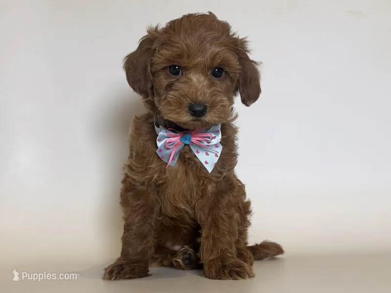 Bear Face Doodle 🐻, a male Goldendoodle and Miniature Goldendoodle for sale in Garden Grove, CA – Photo 1 of 1
