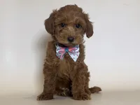 Bear Face Doodle 🐻, a male Goldendoodle and Miniature Goldendoodle for sale in Garden Grove, CA – 1 of 1