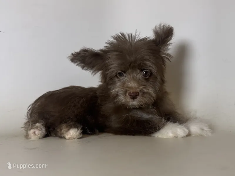 SCRAPPY – Maltipoo, Morkie puppy for sale in Garden Grove, CA