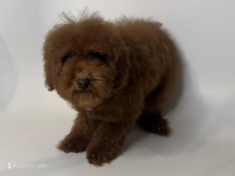 Deep Red Poodle , a female Poodle - Toy  and Poodle - Miniature  for sale in Garden Grove, CA – Photo 1 of 1