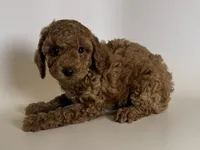 Female Mini/Toy RED Poodle , a female Poodle - Toy  and Poodle - Miniature  for sale in Garden Grove, CA – 1 of 1