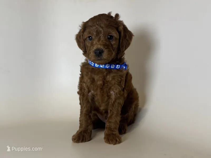 💙💙Cute Toy Poodle 💙💙 – Poodle - Toy , Poodle - Miniature  puppy for sale in Garden Grove, CA
