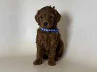 💙💙Cute Toy Poodle 💙💙, a male Poodle - Toy  and Poodle - Miniature  for sale in Garden Grove, CA – 1 of 2
