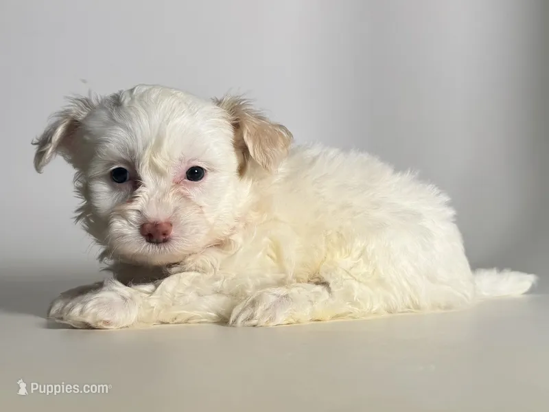 TINY Malti-Poo🐾 – Maltipoo, Poodle - Toy  puppy for sale in Garden Grove, CA