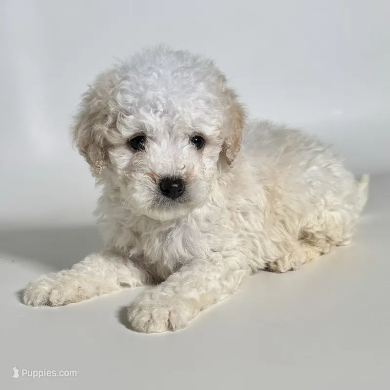 Male Maltipoo 🐾 – Maltipoo, Poodle - Toy  puppy for sale in Garden Grove, CA
