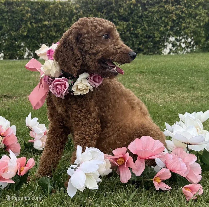 Doodle 4 Adoption  – Goldendoodle, Miniature Goldendoodle puppy for sale in Garden Grove, CA