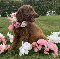 Doodle 4 Adoption , a female Goldendoodle and Miniature Goldendoodle for sale in Garden Grove, CA – 1 of 2