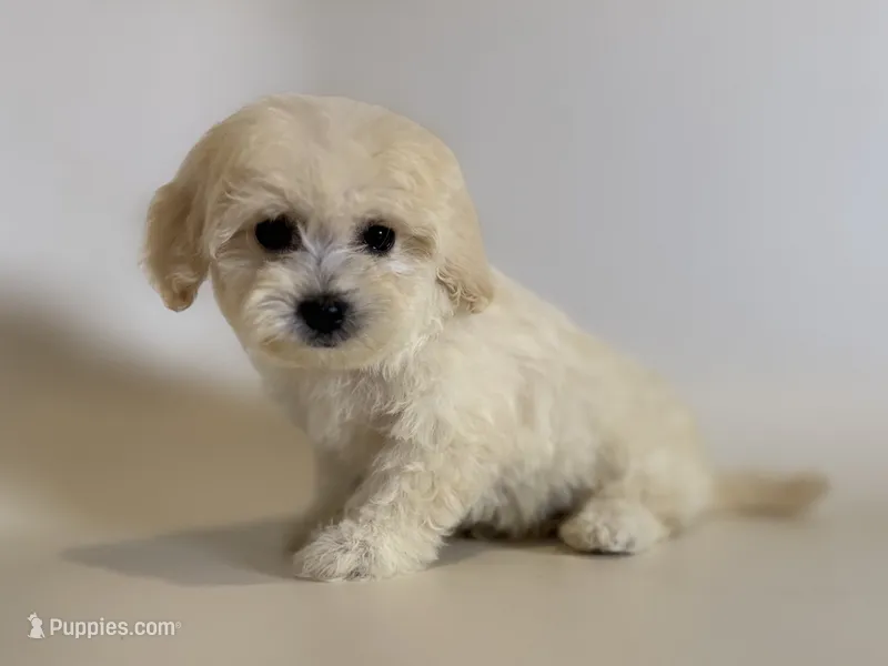 TINY Teacup Maltipoo  – Maltipoo, Poodle - Toy  puppy for sale in Garden Grove, CA