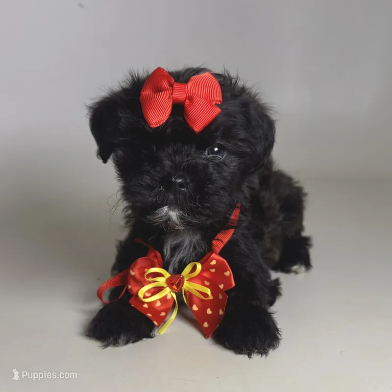 Beautiful Puppy – Maltipoo, Shihpoo puppy for sale in Garden Grove, CA