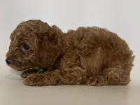 Dark Red Male Poodle 🐶🤎, a male Poodle - Toy  for sale in Garden Grove, CA – 1 of 2