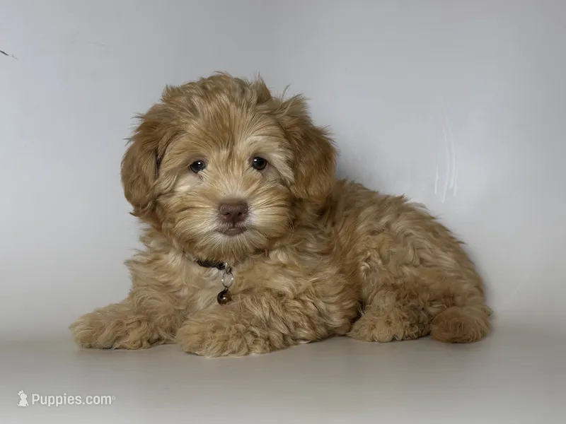 Apricot Maltipoo  – Maltipoo, Yorkipoo puppy for sale in Garden Grove, CA
