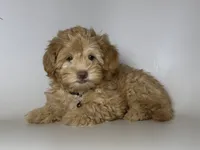 Apricot Maltipoo , a female Maltipoo and Yorkipoo for sale in Garden Grove, CA – 1 of 1