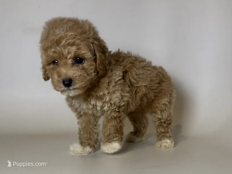 Teacup Poodle ❤️ – Poodle - Toy , Poodle - Miniature  puppy for sale in Garden Grove, CA