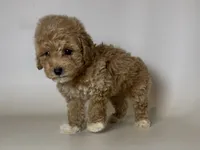 Teacup Poodle ❤️, a male Poodle - Toy  and Poodle - Miniature  for sale in Garden Grove, CA – 1 of 1