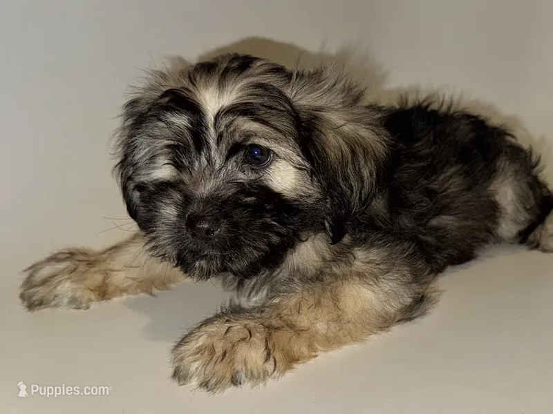 TOY/MiNi Bernedoodle  – Poodle - Toy , Miniature Bernedoodle puppy for sale in Garden Grove, CA