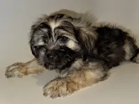 TOY/MiNi Bernedoodle , a male Poodle - Toy  and Miniature Bernedoodle for sale in Garden Grove, CA – 1 of 1