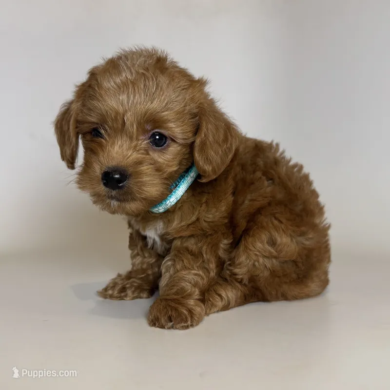 PERFECT Maltipoo TCUP – Maltipoo puppy for sale in Garden Grove, CA
