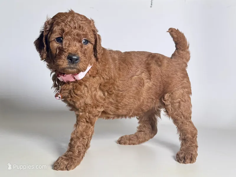 Goldendoodle Female  – Goldendoodle, Miniature Goldendoodle puppy for sale in Garden Grove, CA