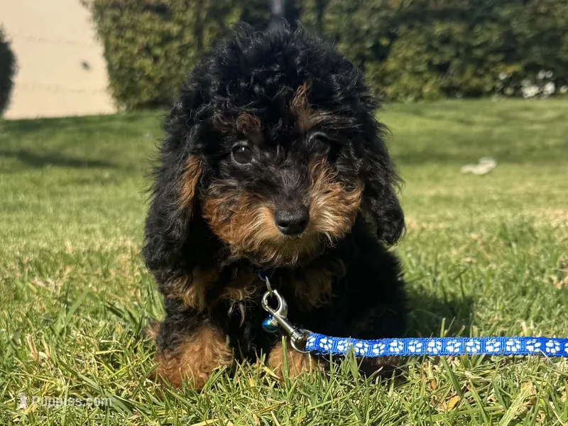 Doodle Puppy  – Poodle - Toy , Miniature Bernedoodle puppy for sale in Garden Grove, CA