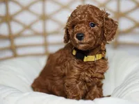 Goldendoodle, a female Goldendoodle and Miniature Goldendoodle for sale in Garden Grove, CA – 1 of 2