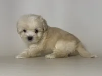 ❤️ Baby Malti-poo ❤️, a female Maltipoo and Poodle - Toy  for sale in Garden Grove, CA – 1 of 1