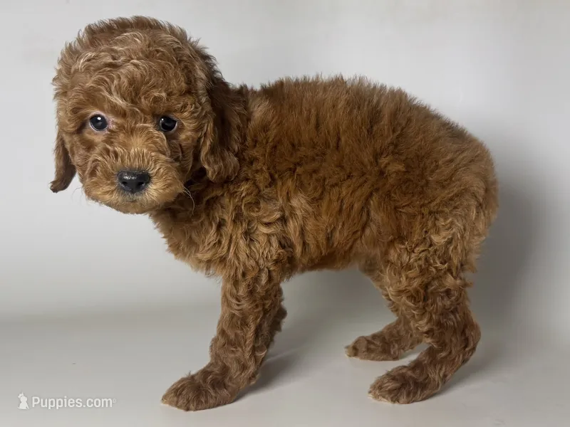 💕 CuTe Toy Poodle Girl 💕 – Poodle - Toy , Poodle - Miniature  puppy for sale in Garden Grove, CA