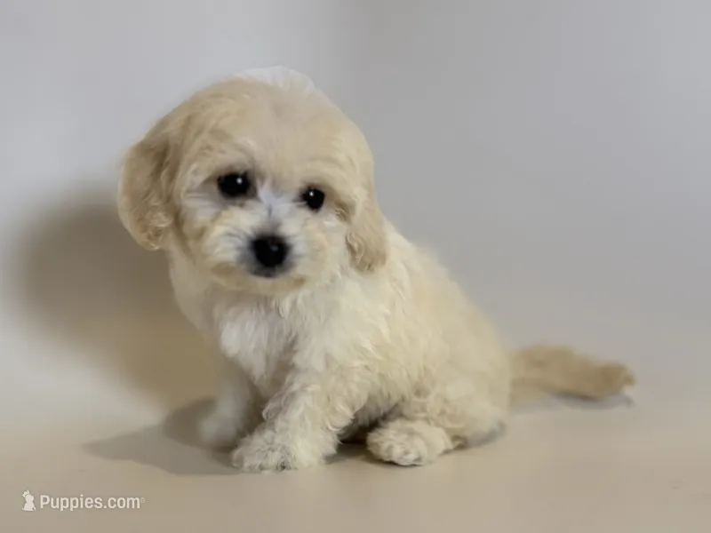 Male TeddyBear Face Pup – Maltipoo, Poodle - Toy  puppy for sale in Garden Grove, CA