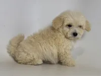 PLUSHIE 🧸❤️, a male Maltipoo and Poodle - Toy  for sale in Garden Grove, CA – 2 of 2