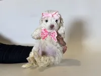 Female Maltipoo 💖, a female Maltipoo and Poodle - Toy  for sale in Garden Grove, CA – 1 of 1