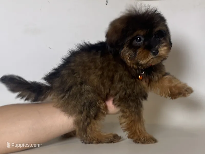 Yorkie/Poodle 🩵 – Yorkipoo, Mal Shi puppy for sale in Garden Grove, CA