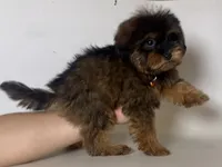Yorkie/Poodle 🩵, a male Yorkipoo and Mal Shi for sale in Garden Grove, CA – 1 of 1