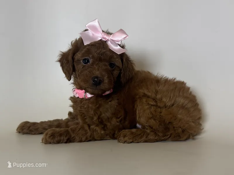 Tiny Female Poodle 🐩  – Poodle - Toy  puppy for sale in Garden Grove, CA