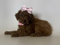 Tiny Female Poodle 🐩 , a female Poodle - Toy  for sale in Garden Grove, CA – 1 of 2