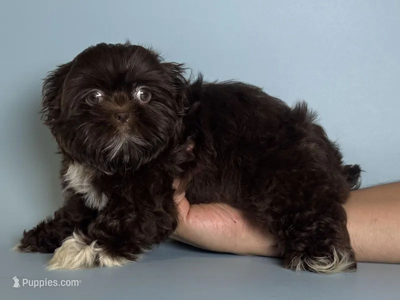 T-cup Shihtzu 🐶🤎 – Shih Tzu puppy for sale in Garden Grove, CA