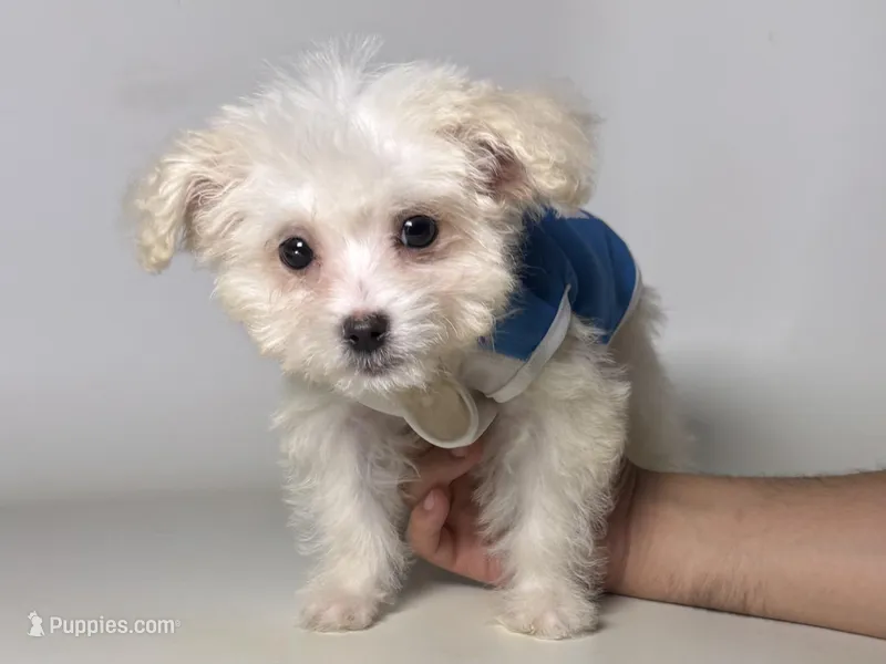 PERFECT Malti-Poo Puppy 🐶 – Maltipoo, Poodle - Toy  puppy for sale in Garden Grove, CA