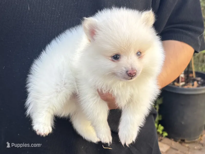 Pomeranian Female  – Pomeranian puppy for sale in Garden Grove, CA
