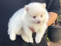 Pomeranian Female , a female Pomeranian for sale in Garden Grove, CA – 1 of 1